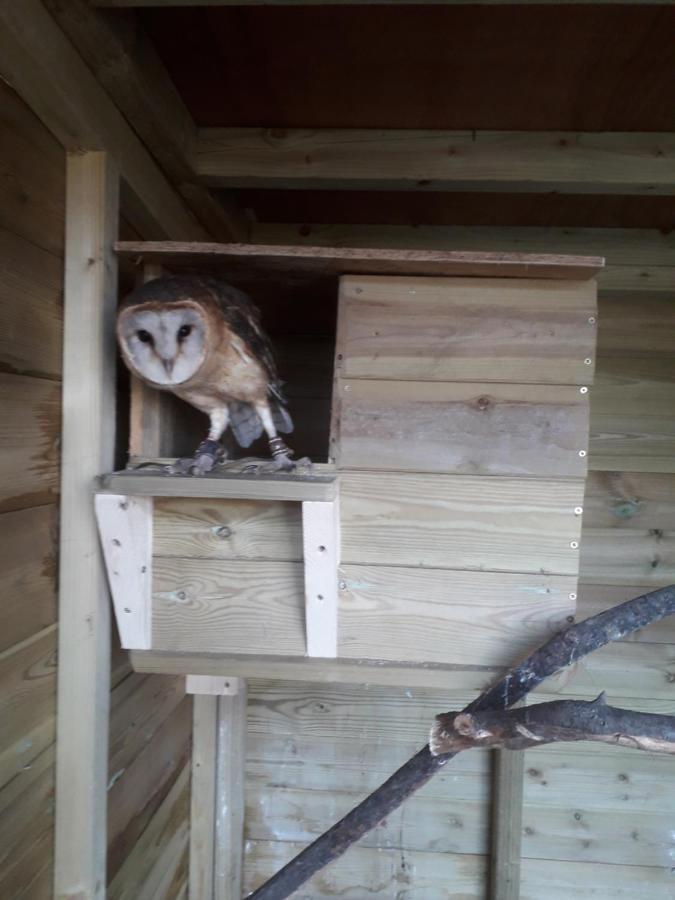 Ruby Shepherds Hut Sleeps 4 Rhayader Esterno foto